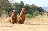RODESIAN RIDGEBACK 242